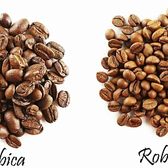  Какой вид кофе выбрать - арабика или робуста 